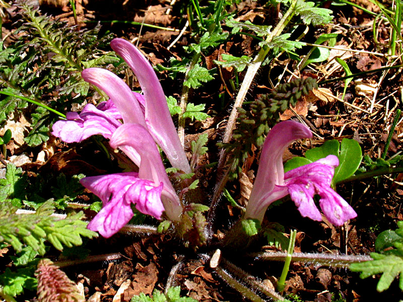 Pedicularis acaulis Scop. / Pedicolare primaticcia
